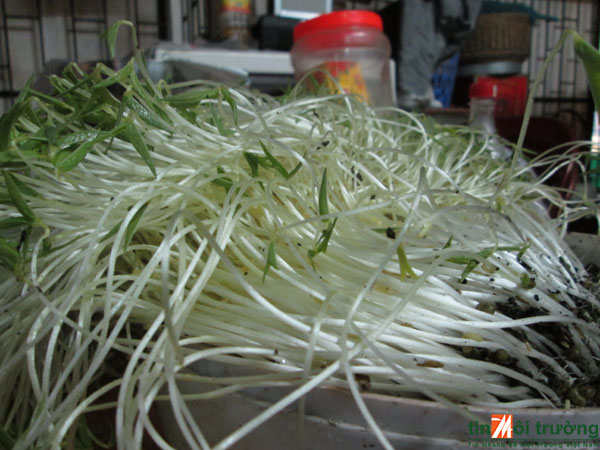 Trồng[-]rau[-]mầm[-]cực[-]sạch